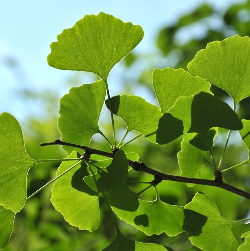 Ginkgo Biloba​