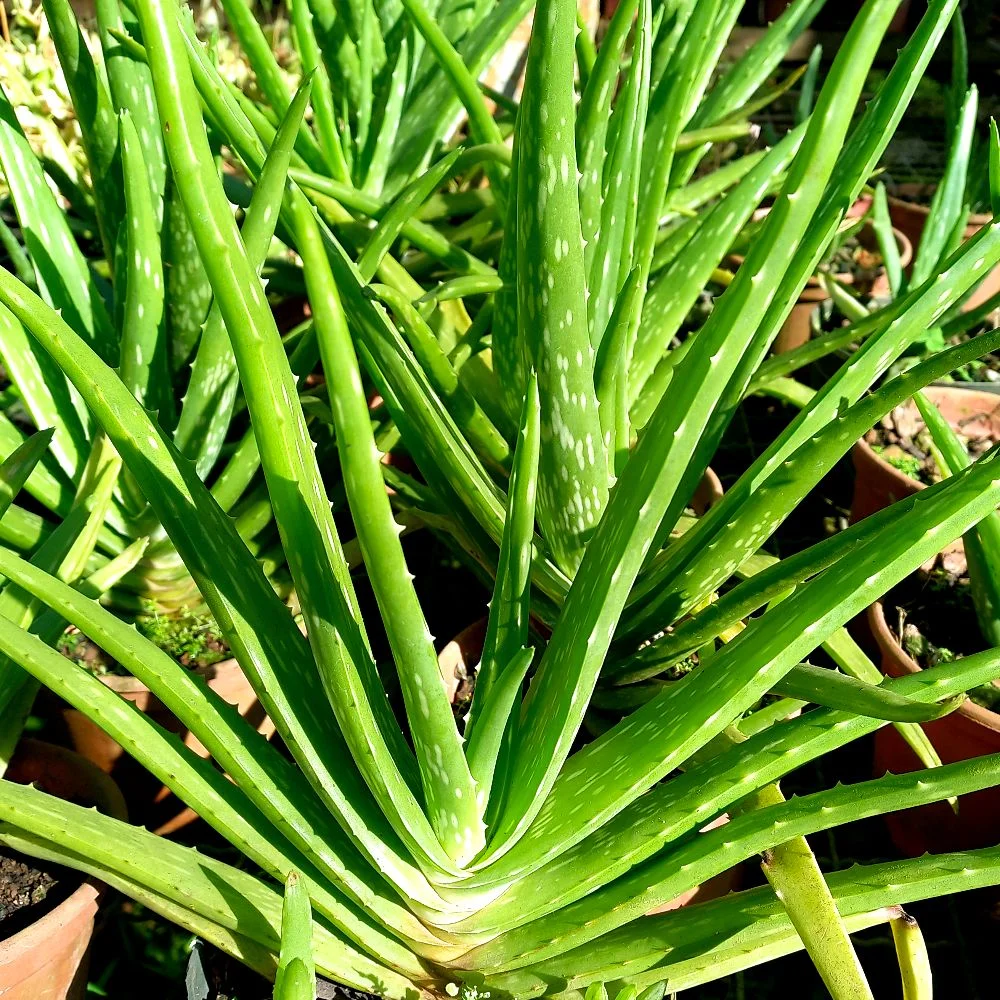 Aloe vera